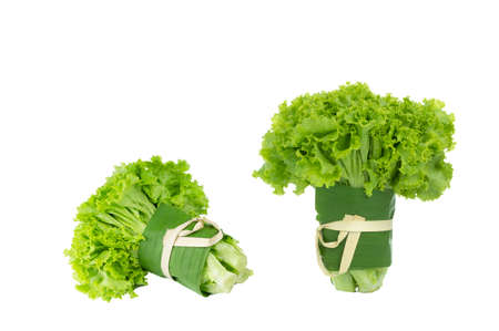 Two bunch of fresh organic green lettuces on isolated white backgroundの写真素材