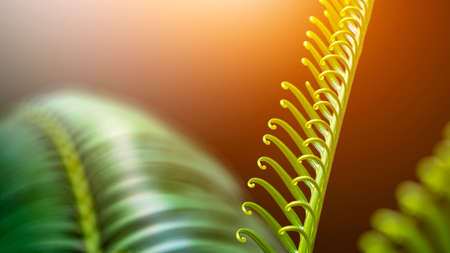 Softly focus of young fern leaves are growing on dark background with warming sunlight on surfaceの写真素材
