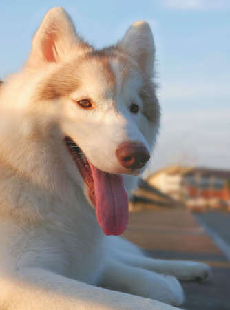 Close up of young Siberian husky lying on footpath with blurred background on pet portrait concept, close up with vertical frameの写真素材
