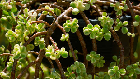Close up and selective focus of Portulacaria afra or Elephant Bush succulent plant are growing in hanging black plastic potの写真素材