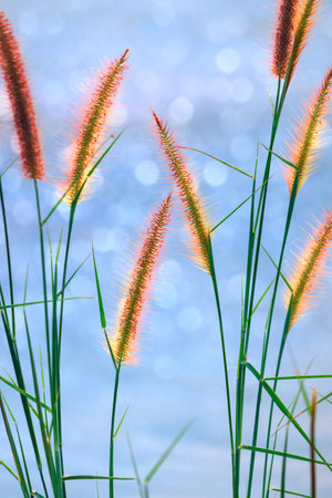 Close up Feather Pennisetum or Mission grass flowers are blooming with blurred natural background in vertical frameの写真素材