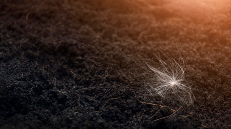 Focus at Calotropis gigantea seed landed on ground with warming sunlight on surfaceの写真素材