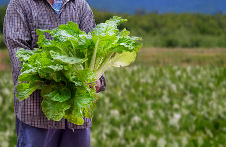 Focus at fresh green lettuces in Asian farmer's hand with blurred background of organic farm in...