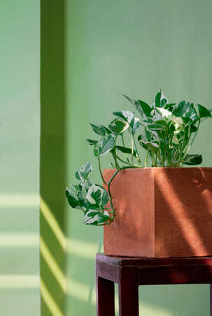 Side view of Marble Queen Pothos plant growing in clay flower pot on wooden chair with green cement wall background in home gardening areaの写真素材