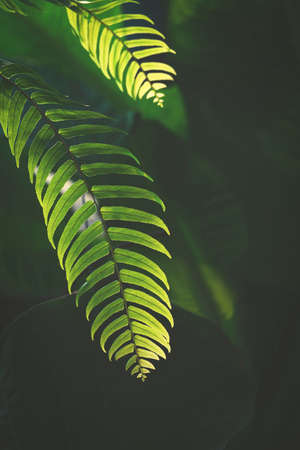 Sunlight and shadow on surface of 2 green fern leaves are growing on dark greenery background in home gardening areaの写真素材