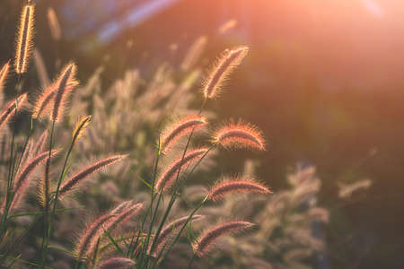 Selective focus at Feather Pennisetum or Mission grass flowers are blooming with flare light at sunset timeの写真素材