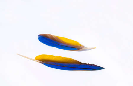 Two blue-yellow macaw feathers on isolated white backgroundの写真素材