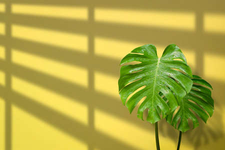 2 Jungle Monstera leaves are growing with sunlight and shadow on yellow cement wall background in living roomの写真素材