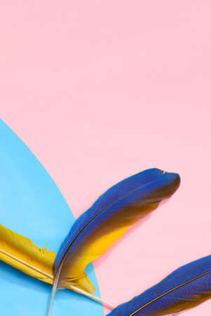 Creative layout of blue-yellow macaw feathers on colorful pastel background, flat lay with copy spaceの写真素材