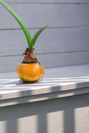 Sunlight and shadow on surface of Amaryllis bulb growing in plastic pot made from waste materials on white wooden shelf background in vertical frameの写真素材