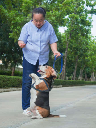 Full length view of senior Asian woman training her beagle dog to standing on 2 legs at public park