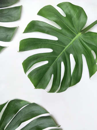 Part of green jungle Monstera leaves on white background in vertical frame, foliage background design conceptの写真素材