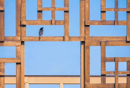 Great myna or White-vented Myna Bird perching on abstract wooden wall decoration pattern against...
