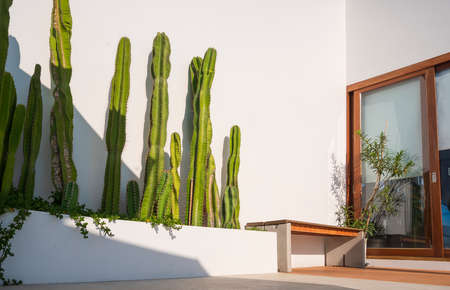 Row of Cereus sp. âFairy Castleâ cactus plant with wooden bench and glass sliding door on white cement wall in porch area of vintage houseの写真素材