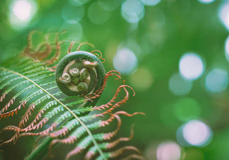 à¹Softly focus of Young green shoots of fern growing through the dry leaf on blurred greenery background in botanical gardenの写真素材