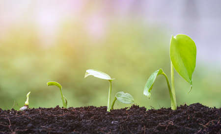 Agriculture plant seedlings growing in germination sequence on fertile soil with blurred natural...