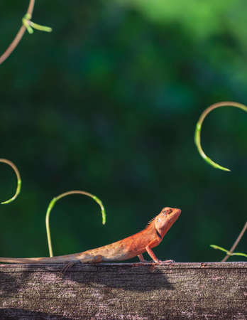 A male chameleon lizard perching and cocking head on wooden fence with blurred young stems on greenery background in vertical frameの写真素材