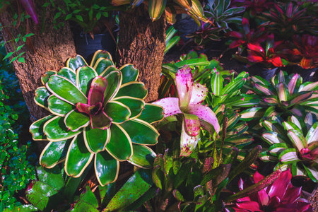 Group of many different types bromeliad plants are growing in gardening area at homeの写真素材
