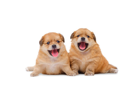 Two little Adorable Chihuahua and Pomeranian crossbreed puppy (4 weeks old) smiling and looking at camera while sitting on white backgroundの写真素材