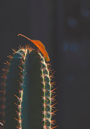 Focus at dry autumn leaf falling down on top of big Fairy Castle cactus with light and shadow on surface in dark tone style and vertical frameの写真素材