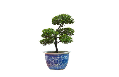 Bonsai tree growing in ceramic flower pot on isolated white background with Clipping pathの写真素材