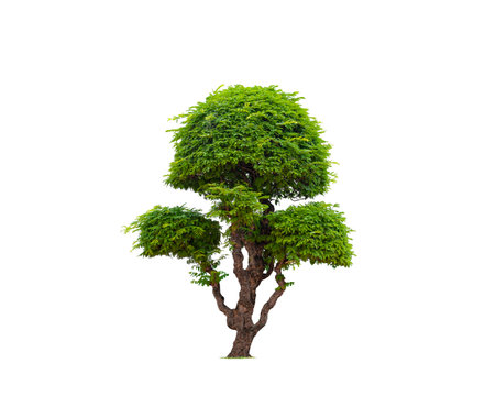 Beautiful decorative dwarf tamarind tree on isolated white background with clipping pathの写真素材