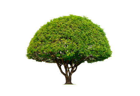 Decorative Dome shaped Topiary tree on isolated white background with clipping pathの写真素材