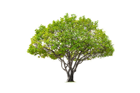 Beautiful big Canopy Tree on isolated white background with Clipping Pathの写真素材