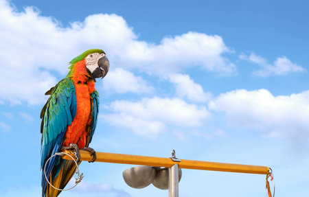 Colorful hybrid Harlequin macaw perching on steel perch during freedom outdoor flying practiceの写真素材