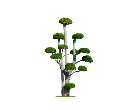 Beautiful big decorative Streblus Asper Tree on isolated white background with Clipping pathの写真素材