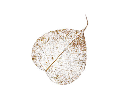 Dried Bodhi skeleton leaf texture details that has weathered and withered on isolated white background with clipping pathの写真素材