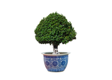 Canopy Banyan bonsai tree (Ficus annulata) growing in ceramic potted plant on isolated white background with clipping pathの写真素材