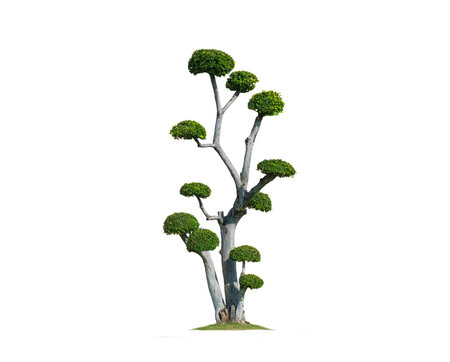 Beautiful big decorative Streblus Asper Bonsai Tree on isolated white background with Clipping pathの写真素材