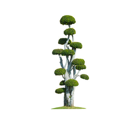 Beautiful big decorative Streblus Asper Bonsai Tree on isolated white background with Clipping pathの写真素材