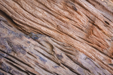 Background of two the old brown barks worn away showed some beautiful texture, concept of remaining wooden material used for reuse and recyclingの写真素材