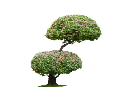 Beautiful decorative dwarf variegated Manila tamarind or Madras Thorn tree on isolated white background with Clipping pathの写真素材