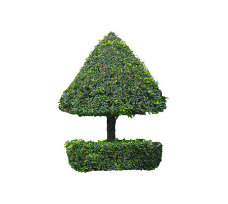 Double layer clipped topiary tree isolated on white background with clipping path for artistic gardening designの写真素材