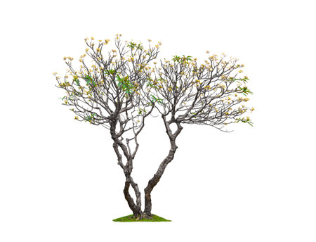 Big Frangipani tree shedding leaves but still blooming beautifully in winter season on isolated white background with clipping pathの写真素材