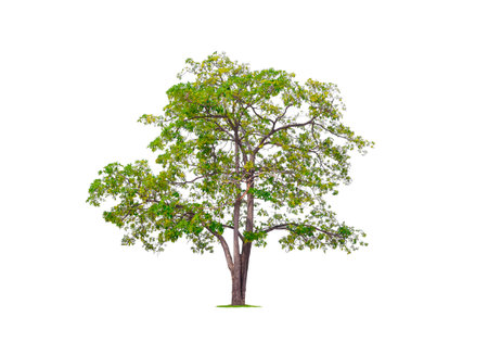 Large and tall White cheesewood Tree isolated on white background with clipping path (Alstonia scholaris, Devil tree)の写真素材