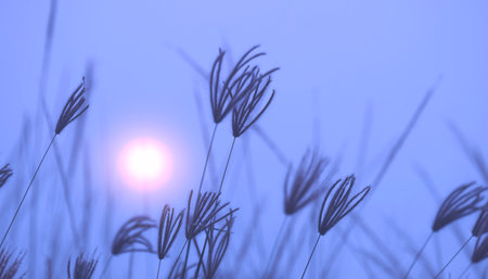 Softly and selective focus at group of swollen finger grass flower are leaning in the wind with blurred morning mist on blue natural backgroundの写真素材