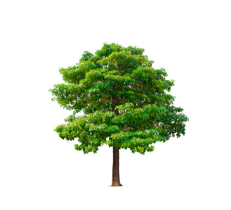 Big Canopy White cheesewood Tree on Isolated white background with clipping path (Alstonia scholaris, Devil tree, Blackboard tree)の写真素材