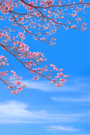 Beautiful Natural Background of Pink Tecoma Flowers are Blooming on branches against Blue Sky in Vertical frame. Pink trumpet tree or Tabebuia rosea.の写真素材