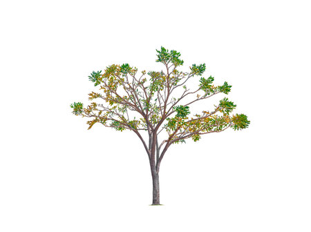 Silver Trumpet Tree Isolated on white background with Clipping Pathの写真素材