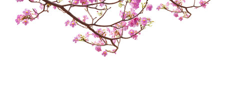 Beautiful Pink Tecoma Flowers are Blooming on branches isolated on white background in panoramic view with clipping pathの写真素材