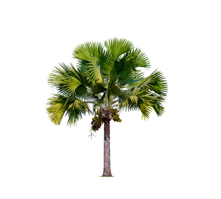 Washington Palm Tree Isolated on white background with Clipping Pathの写真素材