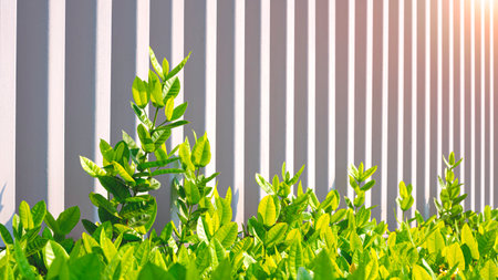 Sunlight on surface of beautiful Green west Indian Jasmine Bush near steel trellis fence wall in front of home, perspective side view with copy spaceの写真素材