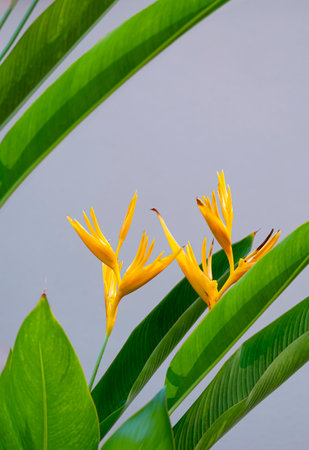 Bird of Paradise flowers are blooming with green leaves on gray background in vertical frame, Beautiful tropical yellow Strelitzia flowerの写真素材