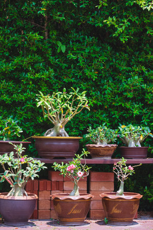 Group of beautiful Desert rose Bonsai trees growing in clay plant pots on shelf in home gardening area and vertical frameの写真素材