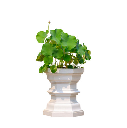 Group of Sacred Lotus plant growing on vintage white stucco flower pot isolated on white backgroundの写真素材