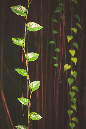Green heart-shaped leaves on branch of Javanese treebine or Grape Ivy plant are growing on root hanging down to the ground in vertical frameの写真素材